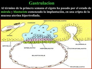 Gastrulacion Al término de la primera semana el cigoto ha pasado por el estado de  mórula  y  blastocisto  comenzado la implantación, en una cripta de la mucosa uterina hipertrofiada. 
