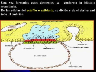 Una vez formados estos elementos, se  conforma la  blástula secundaria.  De las células del  ectofilo o epiblasto , se divide y de el deriva casi todo  el embrión. 