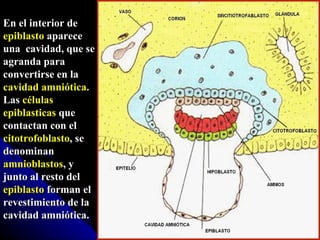 En el interior de  epiblasto  aparece una  cavidad, que se agranda para convertirse en la  cavidad amniótica.   Las  células epiblasticas  que contactan con el  citotrofoblasto , se denominan  amnioblastos , y junto al resto del  epiblasto  forman el revestimiento de la cavidad amniótica. 