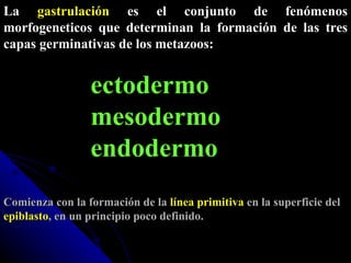 La  gastrulación  es el conjunto de fenómenos morfogeneticos que determinan la formación de las tres capas germinativas de los metazoos: ectodermo  mesodermo  endodermo Comienza con la formación de la  línea primitiva  en la superficie del  epiblasto , en un principio poco definido. 