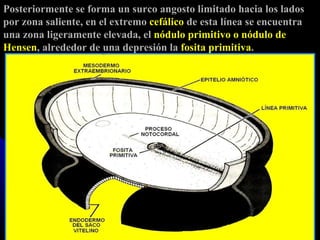 Posteriormente se forma un surco angosto limitado hacia los lados por zona saliente, en el extremo  cefálico  de esta línea se encuentra una zona ligeramente elevada, el  nódulo primitivo o nódulo de Hensen , alrededor de una depresión la  fosita primitiva . 