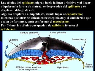 Las células del e piblasto  migran hacia la línea primitiva y al llegar adquieren la forma de matraz, se desprenden del  epiblasto  y se desplazan debajo de este.  Algunas desplazan al hipoblasto, dando lugar al  endodermo ; mientras que otras se ubican entre el epiblasto y el endodermo que acaba de formarse, para conformar el  mesodermo.   Por último, las células que quedan de  epiblasto  forman el  ectodermo .  