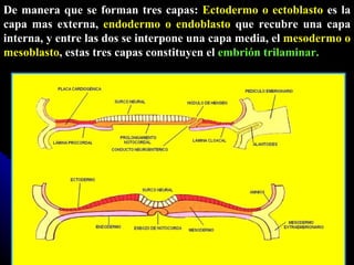 De manera que se forman tres capas:  Ectodermo o ectoblasto  es la capa mas externa,  endodermo o endoblasto  que recubre una capa interna, y entre las dos se interpone una capa media, el  mesodermo o mesoblasto , estas tres capas constituyen el  embrión trilaminar. 