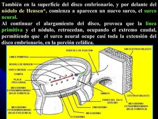 También en la superficie del disco embrionario, y por delante del  nódulo de Hensen* , comienza a aparecen un nuevo surco, el  surco neural.  Al continuar el alargamiento del disco, provoca que la  línea primitiva  y el nódulo, retrocedan, ocupando el extremo caudal, permitiendo que  el surco neural ocupe casi toda la extensión del disco embrionario, en la porción cefálica. 