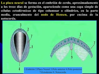 La placa neural  se forma en el embrión de cerdo, aproximadamente a los trece días de gestación, apareciendo como una capa simple de células ectodérmicas de tipo columnar o cilíndrico, en la parte media, cranealmente del  nodo de Hensen,  por encima de la notocorda.  1.Embrión 2.Placa Neural 3.Polo anterior 4.Polo posterior 7.Ectodermo 9. Notocorda. 