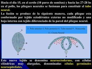 Hacia el día 15, en el cerdo (10 pares de somitas) y hacia las 27-28 hs en el pollo, los pliegues neurales se fusionan para constituir el  tubo neural . La fusión se produce de la siguiente manera, cada pliegue esta conformado por tejido ectodérmico externo no modificado y una hoja interna con tejido diferenciado de la pared del pliegue neural. Este nuevo tejido se denomina  neuroectodermo , con células cilíndricas muy alargadas, denominadas  células germinales neuroepiteliales.   3.   Polo anterior 4. Polo posterior 6. Tubo neural 9 . Notocorda  11. Cresta Neural   