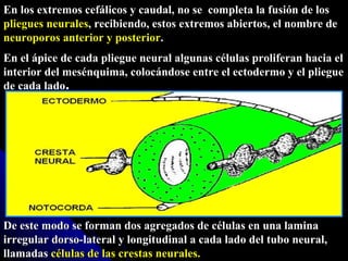 En los extremos cefálicos y caudal, no se  completa la fusión de los  pliegues neurales , recibiendo, estos extremos abiertos, el nombre de  neuroporos anterior y posterior . En el ápice de cada pliegue neural algunas células proliferan hacia el interior del mesénquima, colocándose entre el ectodermo y el pliegue de cada lado . De este modo se forman dos agregados de células en una lamina irregular dorso-lateral y longitudinal a cada lado del tubo neural, llamadas  células de las crestas neurales. 