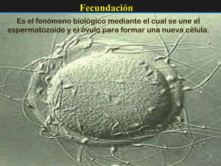 Fecundación Es el fenómeno biológico mediante el cual se une el espermatozoide y el óvulo para formar una nueva célula. 
