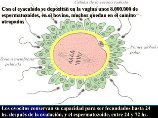 Los ovocitos conservan su capacidad para ser fecundados hasta 24 hs. después de la ovulación, y el espermatozoide, entre 24 y 72 hs. Con el eyaculado se depositan en la vagina unos 8.000.000 de espermatozoides, en el bovino, muchos quedan en el camino atrapados 