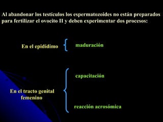 Al abandonar los testículos los espermatozoides no están preparados para fertilizar el ovocito II y deben experimentar dos procesos:  maduración En el epidídimo capacitación reacción acrosómica En el tracto genital  femenino 