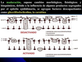La  maduración , supone cambios morfológicos, fisiológicos y bioquímicos, debido a la influencia de algunos productos segregados por el epitelio epididimario, se agregan factores descapacitantes como  glicerilfosforilcolina, la carnitina 