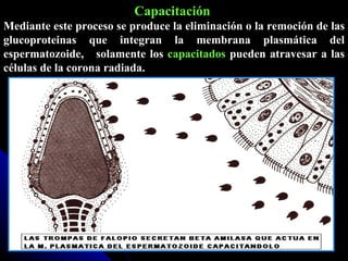 Capacitación   Mediante este proceso se produce la eliminación o la remoción de las glucoproteinas que integran la membrana plasmática del espermatozoide,  solamente los  capacitados  pueden atravesar a las células de la corona radiada. 