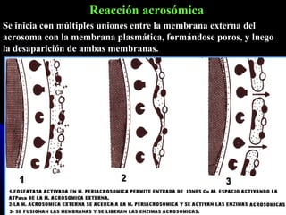 Reacción acrosómica Se inicia con múltiples uniones entre la membrana externa del acrosoma con la membrana plasmática, formándose poros, y luego la desaparición de ambas membranas. 