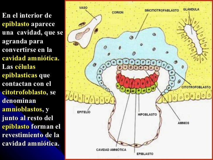 Resultado de imagen para AMNIOBLASTOS