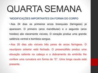 QUARTA SEMANA
*MODIFICAÇÕES IMPORTANTES DA FORMA DO CORPO
• Aos 24 dias os primeiros arcos branquiais (faríngeos) já
aparecem. O primeiro (arco mandibular) e o segundo (arco
hioideo) são claramente visíveis. O coração produz uma grande
saliência ventral e bombeia sangue.
• Aos 26 dias são visíveis três pares de arcos faríngeos. O
neuróporo anterior está fechado. O prosencéfalo produz uma
elevação saliente na cabeça e o dobramento do embrião lhe
confere uma curvatura em forma de “C”. Uma longa cauda está
presente.
 