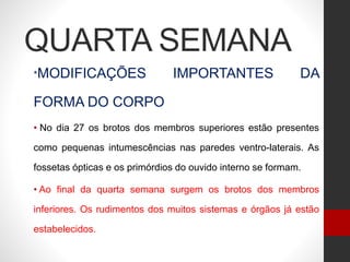 QUARTA SEMANA
*MODIFICAÇÕES IMPORTANTES DA
FORMA DO CORPO
• No dia 27 os brotos dos membros superiores estão presentes
como pequenas intumescências nas paredes ventro-laterais. As
fossetas ópticas e os primórdios do ouvido interno se formam.
• Ao final da quarta semana surgem os brotos dos membros
inferiores. Os rudimentos dos muitos sistemas e órgãos já estão
estabelecidos.
 