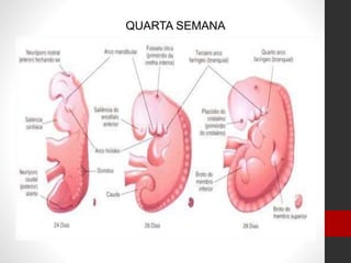QUARTA SEMANA
 