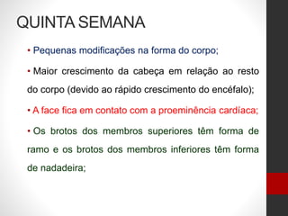 QUINTA SEMANA
• Pequenas modificações na forma do corpo;
• Maior crescimento da cabeça em relação ao resto
do corpo (devido ao rápido crescimento do encéfalo);
• A face fica em contato com a proeminência cardíaca;
• Os brotos dos membros superiores têm forma de
ramo e os brotos dos membros inferiores têm forma
de nadadeira;
 