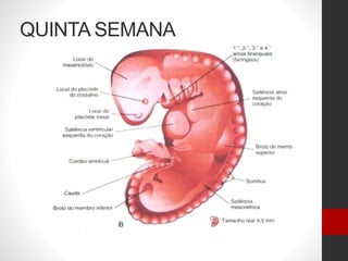 QUINTA SEMANA
 