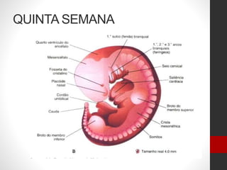 QUINTA SEMANA
 