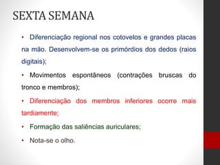 SEXTA SEMANA
• Diferenciação regional nos cotovelos e grandes placas
na mão. Desenvolvem-se os primórdios dos dedos (raios
digitais);
• Movimentos espontâneos (contrações bruscas do
tronco e membros);
• Diferenciação dos membros inferiores ocorre mais
tardiamente;
• Formação das saliências auriculares;
• Nota-se o olho.
 