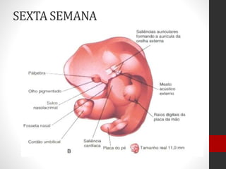 SEXTA SEMANA
 