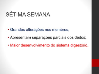 SÉTIMA SEMANA
• Grandes alterações nos membros;
• Apresentam separações parciais dos dedos;
• Maior desenvolvimento do sistema digestório.
 