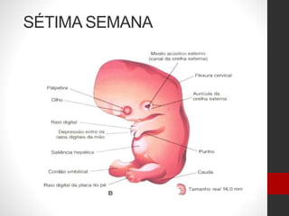 SÉTIMA SEMANA
 