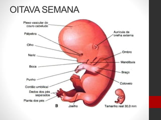 OITAVA SEMANA
 