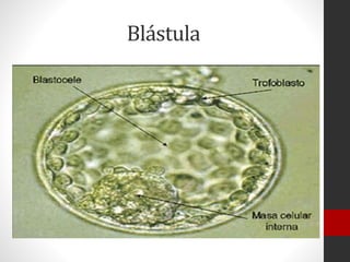 Blástula
 