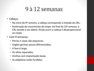 9 à 12 semanas
• Cabeça:
• No início da 9º semana, a cabeça corresponde à metade do CRL;
• Aceleração do crescimento do corpo. Ao final da 12º semana, o
CRL excede o seu dobro. Ainda assim a cabeça é desproporcional
ao corpo;
• Com 9 semanas:
• Pernas e coxas são pequenas;
• Orgãos genitais pouco diferenciados;
• A face é larga;
• Os olhos separados;
• Orelhas com implantação baixa;
• As pálpebras estão fundidas;
 