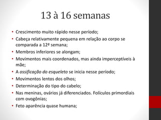 13 à 16 semanas
• Crescimento muito rápido nesse período;
• Cabeça relativamente pequena em relação ao corpo se
comparada a 12ª semana;
• Membros inferiores se alongam;
• Movimentos mais coordenados, mas ainda imperceptíveis à
mãe;
• A ossificação do esqueleto se inicia nesse período;
• Movimentos lentos dos olhos;
• Determinação do tipo do cabelo;
• Nas meninas, ovários já diferenciados. Folículos primordiais
com ovogônias;
• Feto aparência quase humana;
 