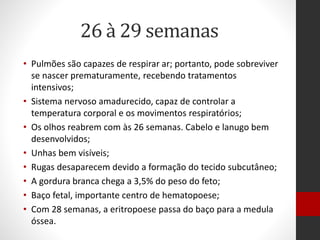 26 à 29 semanas
• Pulmões são capazes de respirar ar; portanto, pode sobreviver
se nascer prematuramente, recebendo tratamentos
intensivos;
• Sistema nervoso amadurecido, capaz de controlar a
temperatura corporal e os movimentos respiratórios;
• Os olhos reabrem com às 26 semanas. Cabelo e lanugo bem
desenvolvidos;
• Unhas bem visíveis;
• Rugas desaparecem devido a formação do tecido subcutâneo;
• A gordura branca chega a 3,5% do peso do feto;
• Baço fetal, importante centro de hematopoese;
• Com 28 semanas, a eritropoese passa do baço para a medula
óssea.
 