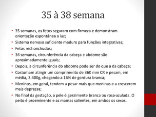 35 à 38 semana
• 35 semanas, os fetos seguram com firmeza e demonstram
orientação espontânea a luz;
• Sistema nervoso suficiente maduro para funções integrativas;
• Fetos rechonchudos;
• 36 semanas, circunferência da cabeça e abdome são
aproximadamente iguais;
• Depois, a circunferência do abdome pode ser do que a da cabeça;
• Costumam atingir um comprimento de 360 mm CR e pesam, em
média, 3.400g, chegando a 16% de gordura branca;
• Meninos, em geral, tendem a pesar mais que meninas e a crescerem
mais depressa;
• No final da gestação, a pele é geralmente branca ou rosa-azulada. O
peito é proeminente e as mamas salientes, em ambos os sexos.
 
