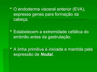  O endoderma visceral anterior (EVA),
expressa genes para formação da
cabeça.
 Estabelecem a extremidade cefálica do
embrião antes da gastrulação.
 A linha primitiva é iniciada e mantida pela
expressão de Nodal.
 