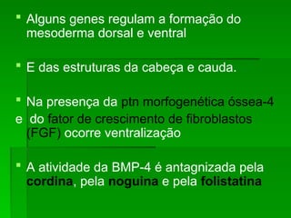  Alguns genes regulam a formação do
mesoderma dorsal e ventral
 E das estruturas da cabeça e cauda.
 Na presença da ptn morfogenética óssea-4
e do fator de crescimento de fibroblastos
(FGF) ocorre ventralização
 A atividade da BMP-4 é antagnizada pela
cordina, pela noguina e pela folistatina
 