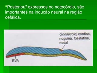 Posterior// expressos no notocórdio, são
importantes na indução neural na região
cefálica.
 