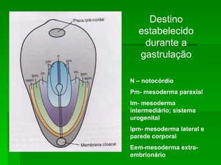 Destino
estabelecido
durante a
gastrulação
N – notocórdio
Pm- mesoderma paraxial
Im- mesoderma
intermediário; sistema
urogenital
Ipm- mesoderma lateral e
parede corporal
Eem-mesoderma extra-
embrionário
 