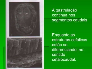 A gastrulação
continua nos
segmentos caudais
Enquanto as
estruturas cefálicas
estão se
diferenciando, no
sentido
cefalocaudal.
 