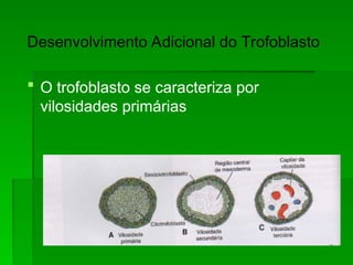 Desenvolvimento Adicional do Trofoblasto
 O trofoblasto se caracteriza por
vilosidades primárias
 