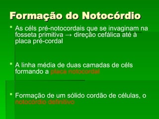 Formação do Notocórdio
Formação do Notocórdio
 As céls pré-notocordais que se invaginam na
fosseta primitiva → direção cefálica até à
placa pré-cordal
 A linha média de duas camadas de céls
formando a placa notocordal
 Formação de um sólido cordão de células, o
notocórdio definitivo
 