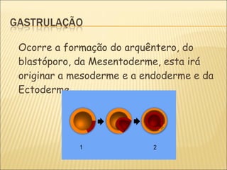 Ocorre a formação  do arquêntero, do blastóporo, da Mesentoderme, esta irá originar a mesoderme e a endoderme e da Ectoderme. 