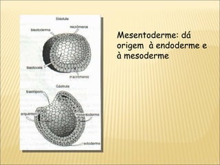 Mesentoderme: dá origem  à endoderme e à mesoderme 