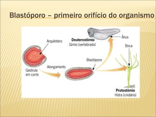 Blastóporo – primeiro orifício do organismo 