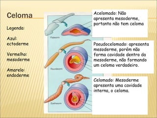 Celoma Acelomado: Não apresenta mesoderme, portanto não tem celoma Pseudocelomado: apresenta mesoderme, porém não forma cavidade dentro da mesoderme, não formando um celoma verdadeiro. Celomado: Mesoderme apresenta uma cavidade interna, o celoma. Legenda: Azul: ectoderme Vermelho: mesoderme Amarelo: endoderme 