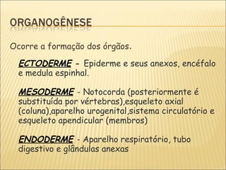 Ocorre a formação dos órgãos .   ECTODERME  -  Epiderme e seus anexos, encéfalo e medula espinhal. MESODERME   - Notocorda (posteriormente é substituída por vértebras),esqueleto axial (coluna),aparelho urogenital,sistema circulatório e  esqueleto apendicular (membros) ENDODERME   - Aparelho respiratório, tubo digestivo e glândulas anexas 