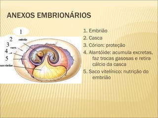 ANEXOS EMBRIONÁRIOS 1. Embrião 2. Casca 3. Córion: proteção 4. Alantóide: acumula excretas, faz trocas gasosas e retira cálcio da casca 5. Saco vitelínico: nutrição do embrião 1 2 3 4 5 