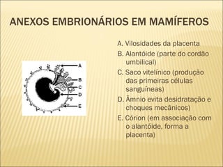 ANEXOS EMBRIONÁRIOS EM MAMÍFEROS A. Vilosidades da placenta B. Alantóide (parte do cordão umbilical) C. Saco vitelínico (produção das primeiras células sanguíneas) D. Âmnio evita desidratação e choques mecânicos) E. Córion (em associação com o alantóide, forma a placenta) 