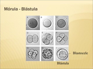 Mórula - Blástula Blástula Blastocele 