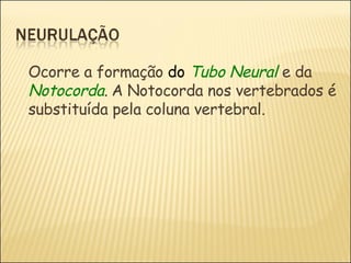 Ocorre a formação  do  Tubo   Neural   e da  Notocorda .   A Notocorda nos vertebrados é substituída pela coluna vertebral. 